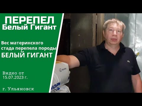 Видео: Вес материнского стада перепела Белый Гигант | Алексей Абрамов, Ульяновск