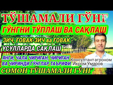 Видео: TO‘SHAMALI G‘O‘NG. 88-son. ГУНГЛАРНИ САКЛАШ, ЧИРИТИШ.
