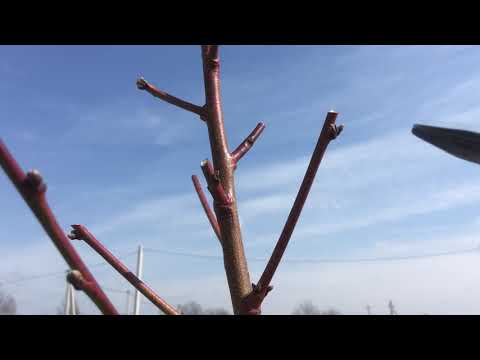 Видео: Обрізка персика за Коржем К. В.