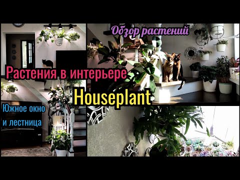 Видео: Растения в интерьере. Растения на Южном окне.  Досветка, грунт. Houseplant Tour. Plants collection