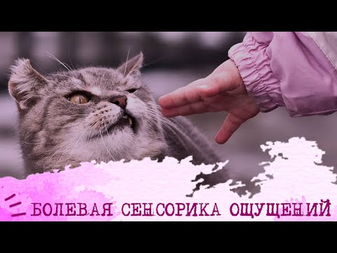 Видео: БОЛЕВАЯ СЕНСОРИКА ОЩУЩЕНИЙ🩸