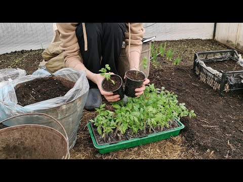 Видео: Нас осуждают! Вам что есть нечего? Пересаживаю томаты и болтаю с вами обо всем.