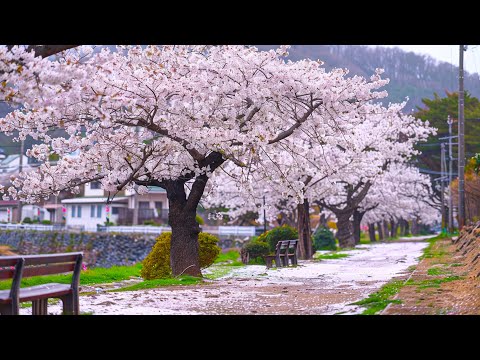 Видео: Все ваши заботы исчезнут, если вы послушаете эту музыку🌸 Расслабляющая музыка успокаивает нервы #60