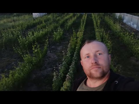 Видео: НЕ ПОТРІБНИЙ ВИНОГРАД ☝️🍇👋 безжально видалено з виноградника