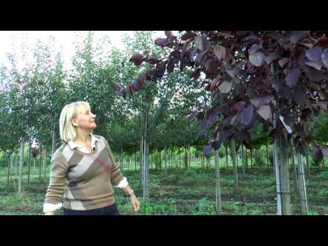 Видео: Черемухи и рябины в "Питомнике Савватеевых"