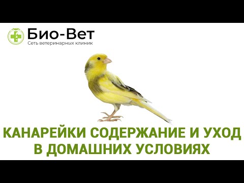 Видео: Содержание Канареек 🐤 и Уход в Домашних Условиях // Сеть Ветклиник БИО-ВЕТ