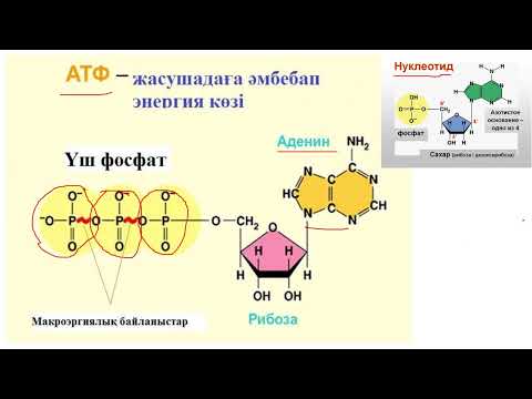 Видео: Аденозинүшфосфатының құрылысы мен қызметі 1 БӨЛІМ #АТФ  #АҮФ #10СЫНЫПБИОЛОГИЯ