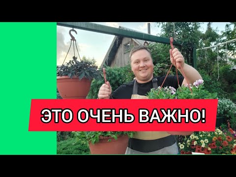 Видео: Петуния//Летняя стрижка.