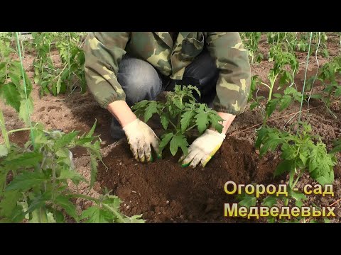 Видео: Как высаживать рассаду томатов в холодный грунт