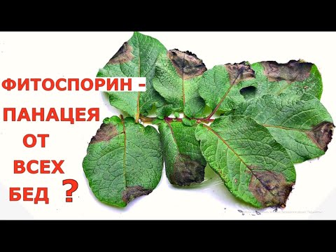 Видео: ФИТОСПОРИН от ФИТОФТОРОЗА, так ли ХОРОШ, как его рекламируют?