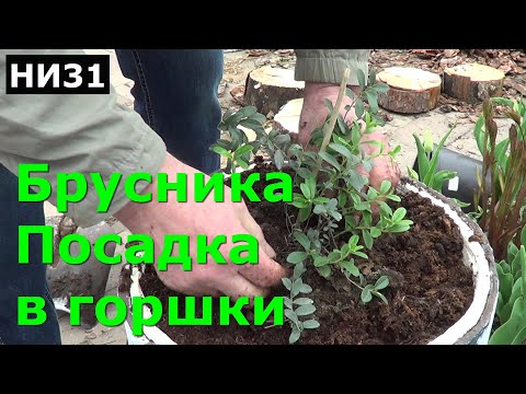 Видео: НИ31 Брусника посадка в горшки по методу Николая Алексеевича