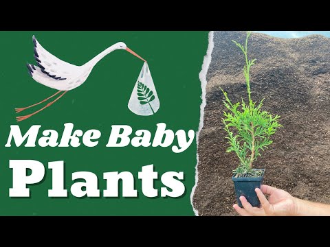 Видео: Размножение ТЫСЯЧ растений!! Материнские растения производят детей.