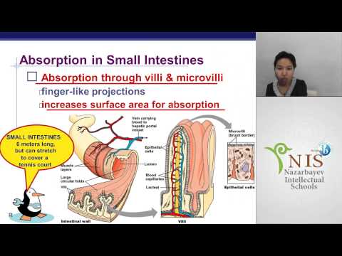 Видео: Digestive system Толеубаева М М  НИШ IB г  Астана