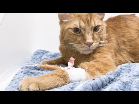 Видео: Последние моменты Симбочки Младшего...