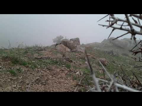 Видео: Шикор дар масчох