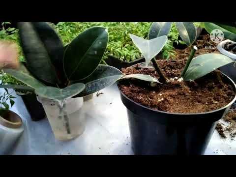 Видео: Кора шахзода нега баргларини тукади