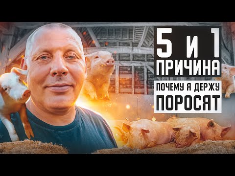 Видео: Свиноводство в деревне.  Почему выгодно держать поросят? "Мое Подворье"
