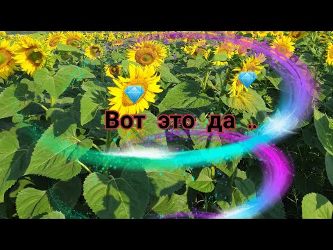 Видео: САМЫЙ ХОРОШИЙ  ГИБРИД ПодсолнечниКА МАС92 СР..