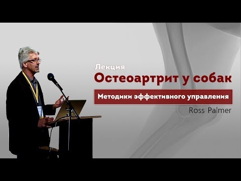 Видео: Остеоартрит у собак. Методики эффективного управления