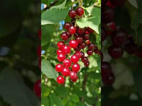 Видео: Черемуха вергинская. Польза и вред. #сорт #садоводничество #дача 