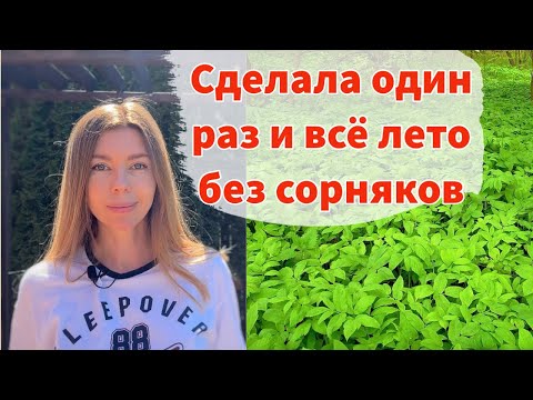 Видео: КАК ИЗБАВИТЬСЯ ОТ САМЫХ ЗЛОСТНЫХ СОРНЯКОВ БЕЗ ПЕРЕКОПКИ И ПРОПОЛКИ. Сделала и забыла про сорняки