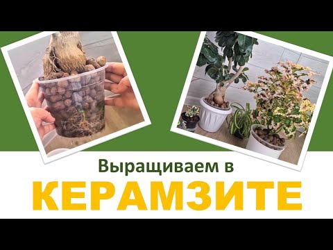 Видео: КЕРАМЗИТ: выращивание растений в керамзите, плюсы и минусы