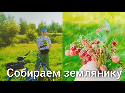 Видео: Собираем землянику в Сампуре на овраге | Гоша Дим #землянка #сампур #лето