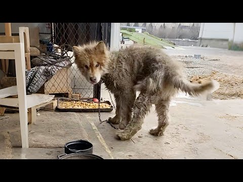 Видео: Я забрал Аляскинскую собаку, охранявшую фабрику 2 года, никогда не евшую полноценный обед