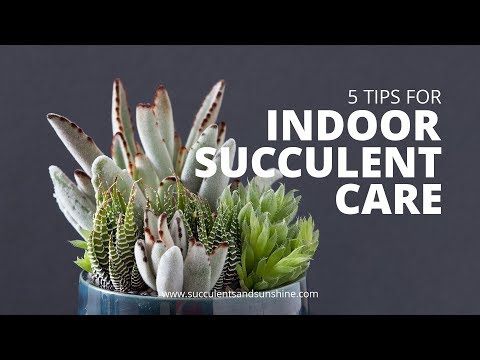 Видео: Уход за комнатными суккулентами: 5 советов по поддержанию здоровья комнатных суккулентов