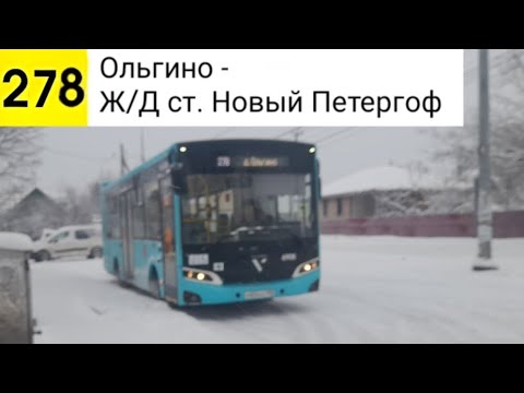 Видео: Автобус 278. Ольгино - Ж/Д ст. Новый Петергоф