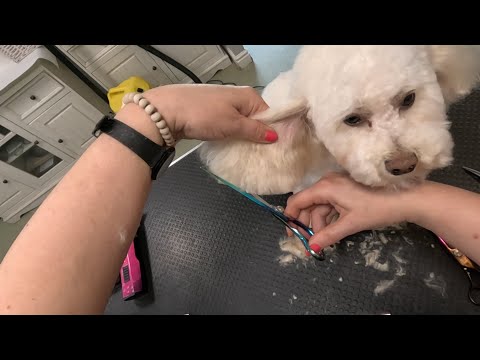 Видео: Стрижка Мальтипу