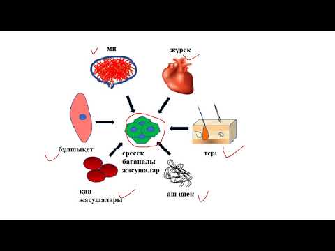 Видео: 11_класс_Биология_Бағаналы жасушалар ұғымы