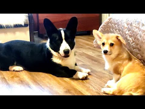 Видео: Ивар знакомится с Вангой