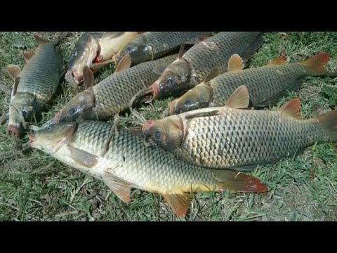 Видео: Рыбалка Кизляр сазан гуляет по камышам