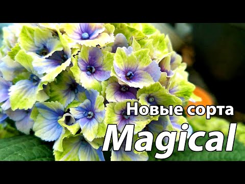Видео: Новые сорта гортензий  Magical