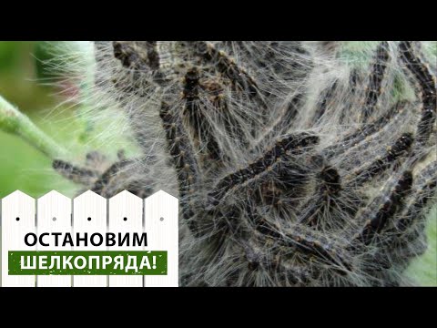 Видео: ШЕЛКОПРЯД на деревьях! Уничтожьте личинки этого вредителя пока не поздно! Как бороться с шелкопрядом