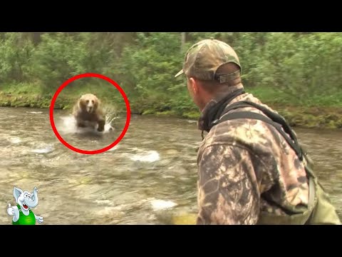 Видео: Шокирующие Встречи с Медведями, Снятые на Камеру
