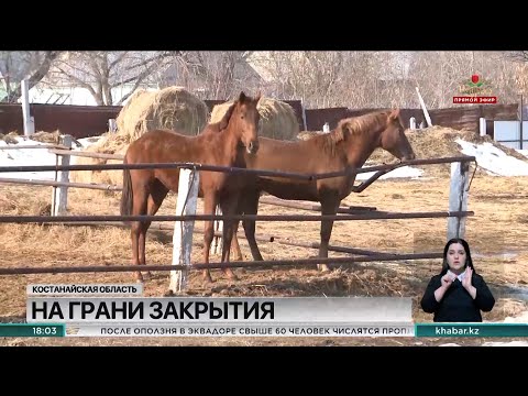 Видео: Костанайский конезавод со 135-летней историей находится на грани закрытия