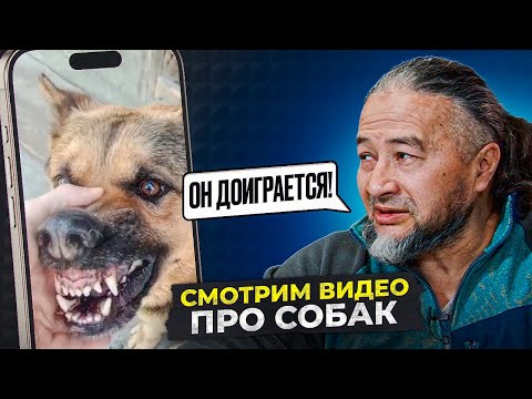 Видео: Кинолог смотрит смешные видео про собак / Часть 1
