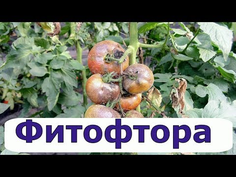 Видео: 313. С этим средством фитофтора обойдет вас стороной