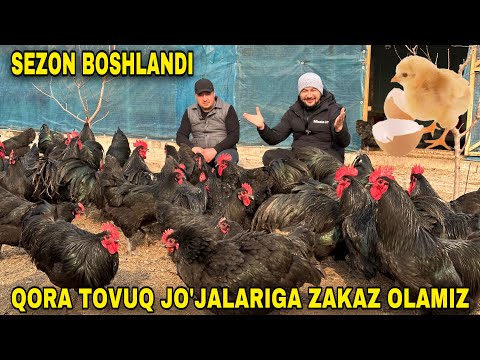 Видео: ЕТТИ ХАЗИНАНИ БИРИ ТОВУҚ БИЗНEСИ