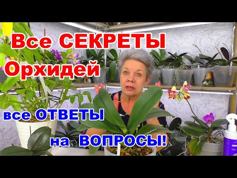 Видео: Все секреты и ответы на ваши вопросы о Жизни орхидей