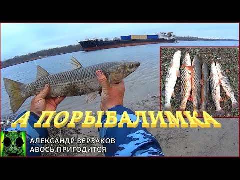 Видео: А порыбалимка. Донской пеленгас жирует. Двухдневка.