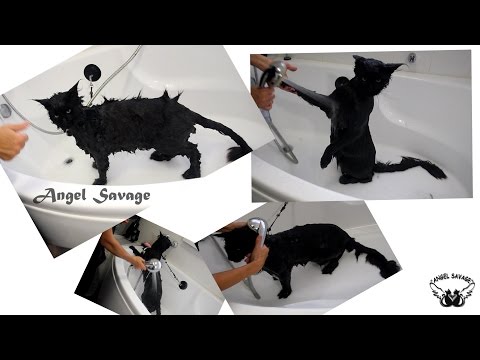 Видео: Купание кота мейн кун.  С чего начать?