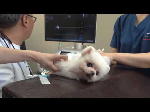 Видео: Ты пришел к ветеринару вздремнуть? Моему больному щенку аплодировал ветеринар!