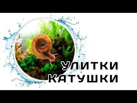 Видео: Улитки Катушки. Нужно ли бороться и как контролировать численность?