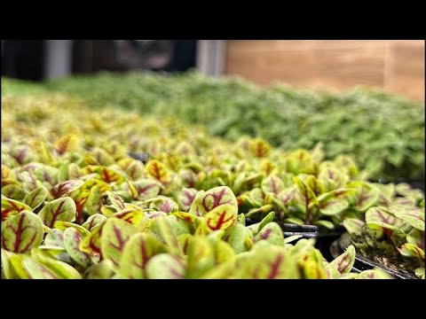 Видео: Всё о бизнесе - микрозелень!
