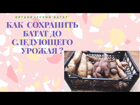 Видео: Батат, как его сохранить до следующего урожая, хранение батата, условия для сохранения батата