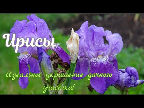 Видео: Цветение Ирисов / The flowering of Irises