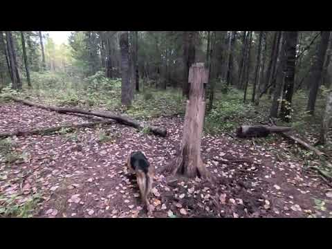 Видео: 20.09.24.охота с русской гончей на зайца , один из двух.